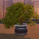 Potted Plant: Green Bush