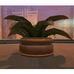 Potted Plant: Large Fern
