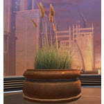 Potted Plant: Sea Grass