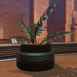 Potted Plant: Manaan Fern
