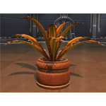 Planter: Blood Razor Fern