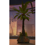 Tree: Rishi Palm
