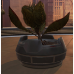 Potted Plant: Blooming Bud