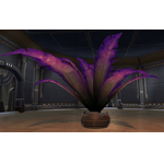 Potted Plant: Violet Fern
