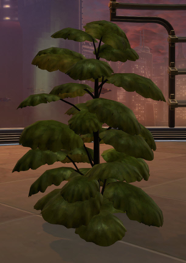 Nathema Plant