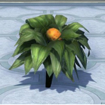 Melon Plant
