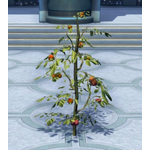 Tall Fruit Plant